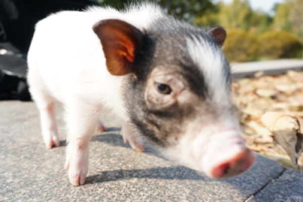 1995年出生的女性猪年命运解析:探索性格与未来机遇 1995年出生的女性猪年命运解析:探索性格与未来机遇