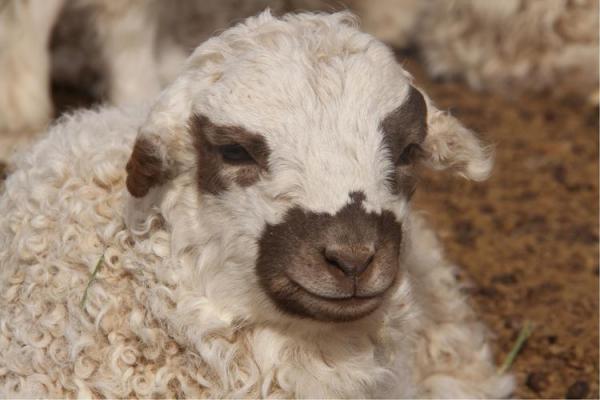 2015羊宝宝命运解析:智者的温暖与灵性的启示 2015羊宝宝命运解析:智者的温暖与灵性的启示