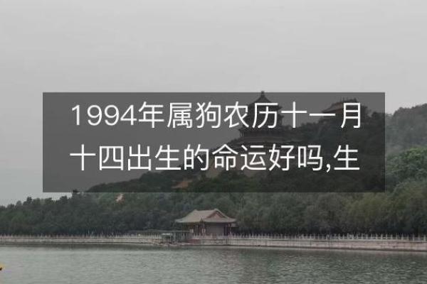 1994年属狗人的命运解析:性格特点与发展方向 1994年属狗人的命运解析:性格特点与发展方向