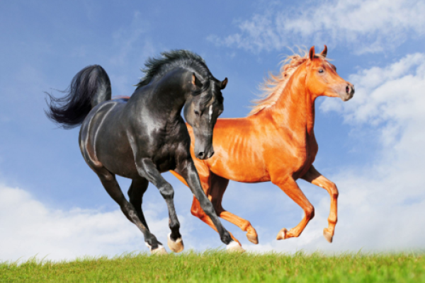 男属马木命，如何与其他命相合，创造美好人生？