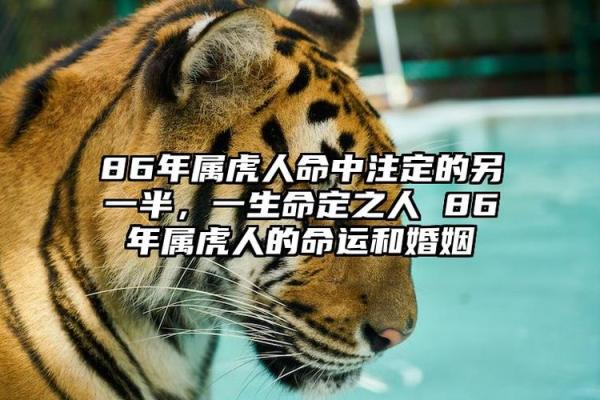 1962年出生的老虎,命运与性格的深度揭秘! 1962年出生的老虎,命运与性格的深度揭秘!