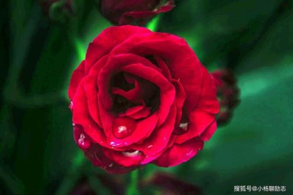 52年属什么龙年的命运解析与人生启迪 52年属什么龙年的命运解析与人生启迪