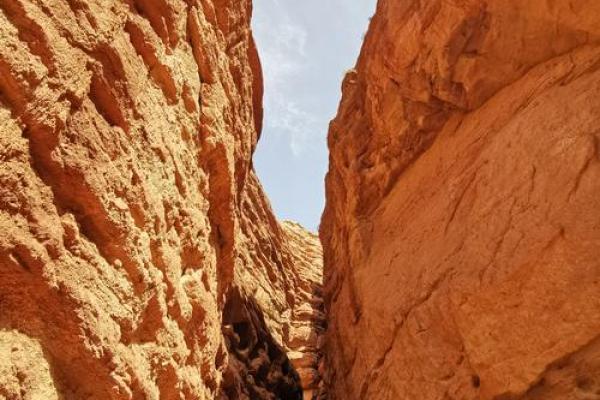 探索野丫头山货的魅力与价值,发现大自然的馈赠与人心的温暖 探索野丫头山货的魅力与价值,发现大自然的馈赠与人心的温暖