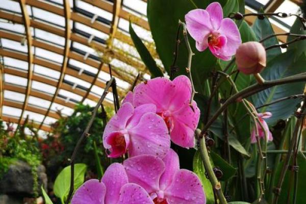 土命人的最佳植物养护指南:为生命增添自然之息 土命人的最佳植物养护指南:为生命增添自然之息