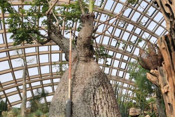 土命人的最佳植物养护指南:为生命增添自然之息 土命人的最佳植物养护指南:为生命增添自然之息