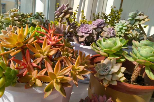 天河水命的守护:适合养植哪些植物更能增益福气? 天河水命的守护:适合养植哪些植物更能增益福气?