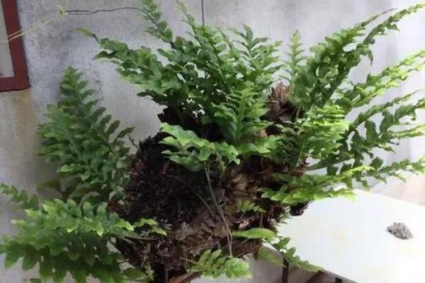 天河水命的守护:适合养植哪些植物更能增益福气? 天河水命的守护:适合养植哪些植物更能增益福气?