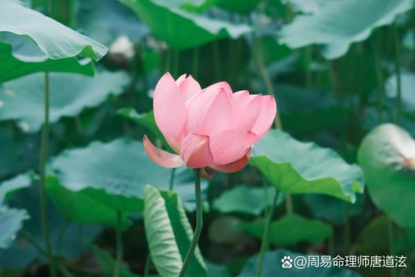 几月出生的人是什么命,探寻命理背后的奥秘与玄机 几月出生的人是什么命,探寻命理背后的奥秘与玄机