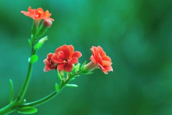 1958年生肖属狗，命运波澜起伏的生命旅程