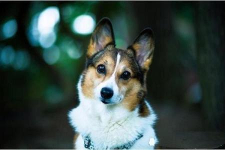 路旁土命与属相的完美搭配，如何选择最适合你的伴侣？