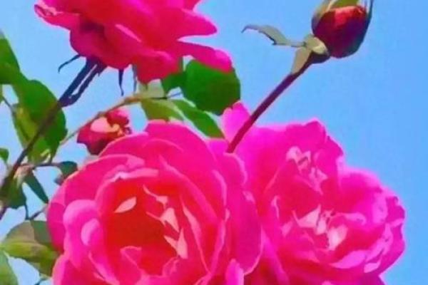 虎命理者最爱的植物:增强运势,增添生活魅力的最佳选择 虎命理者最爱的植物:增强运势,增添生活魅力的最佳选择