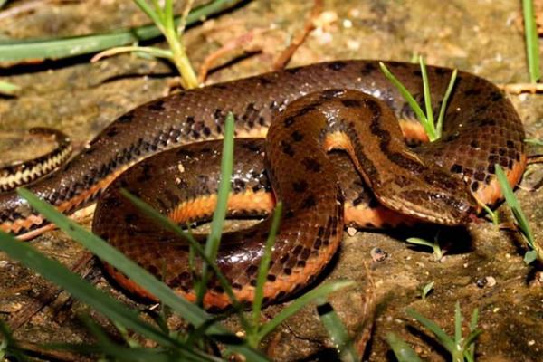 解密2013年水蛇命:水蛇的性格与命运解析 解密2013年水蛇命:水蛇的性格与命运解析