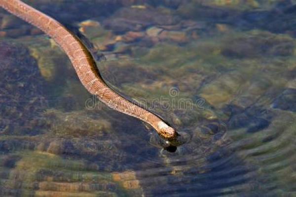 解密2013年水蛇命:水蛇的性格与命运解析 解密2013年水蛇命:水蛇的性格与命运解析