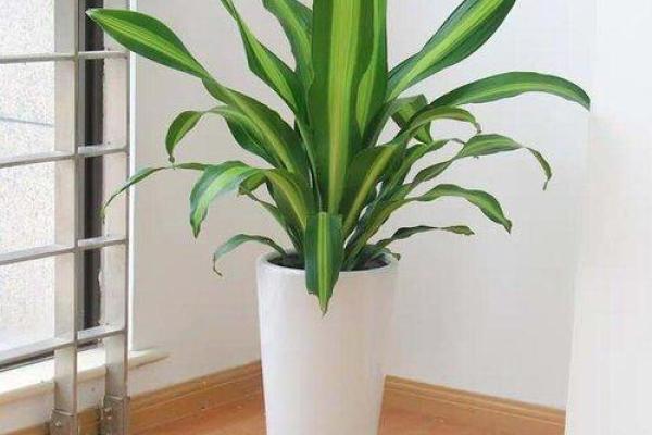 海里金命的植物选择:适合你的养生之道与风水布局 海里金命的植物选择:适合你的养生之道与风水布局