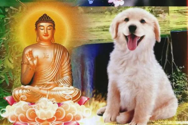 94年属狗人:火命解析与人生指导 94年属狗人:火命解析与人生指导