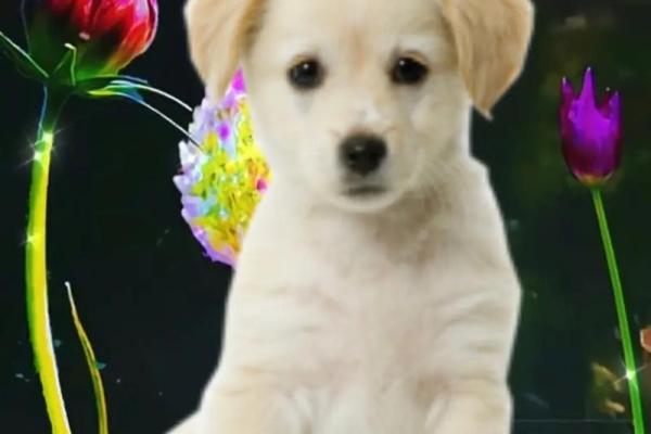 94年属狗人:火命解析与人生指导 94年属狗人:火命解析与人生指导