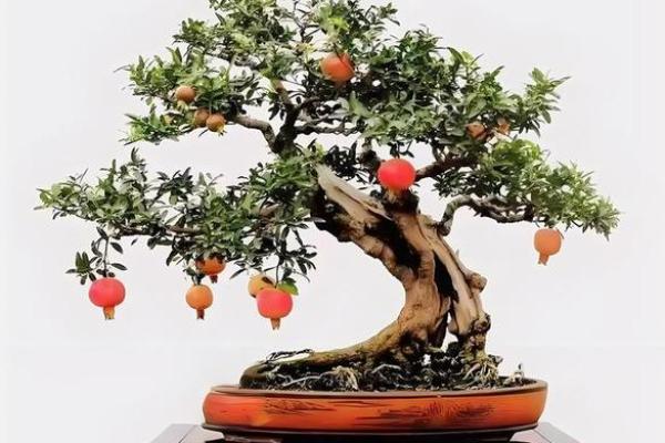 探寻石榴木命与适宜养殖的完美结合,赋予生活更多灵动与色彩! 探寻石榴木命与适宜养殖的完美结合,赋予生活更多灵动与色彩!