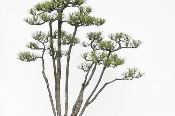 松树盆景:命中注定的守护者,适合哪些命理的人? 松树盆景:命中注定的守护者,适合哪些命理的人?