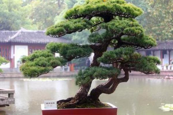 松树盆景:命中注定的守护者,适合哪些命理的人? 松树盆景:命中注定的守护者,适合哪些命理的人?