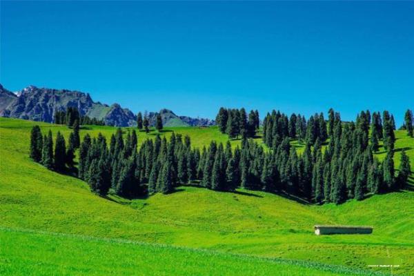 大林木命的人格魅力与色彩喜好探秘:为什么绿色是他们的幸运色? 大林木命的人格魅力与色彩喜好探秘:为什么绿色是他们的幸运色?