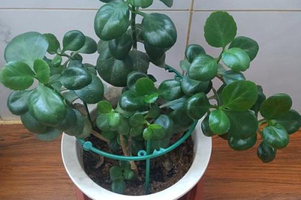 长寿不是命,幸福才是生命的真正意义 长寿不是命,幸福才是生命的真正意义