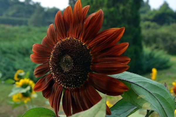 一九四六年:命运眷顾与新生的转折点 一九四六年:命运眷顾与新生的转折点