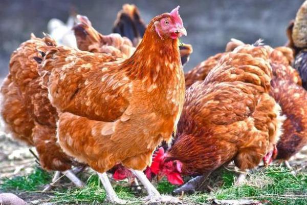 1985年是什么鸡命:探秘命理与我们的生活 1985年是什么鸡命:探秘命理与我们的生活