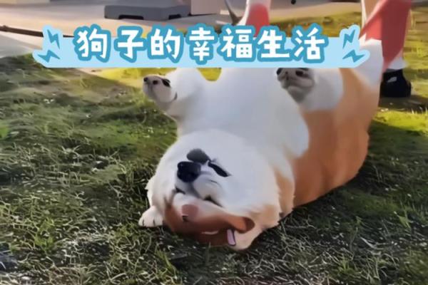 狗狗的幸福生活:为什么它们有的命很好? 狗狗的幸福生活:为什么它们有的命很好?