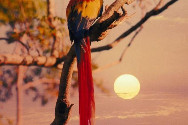 男命红鸾与女命孤煞:命理中的婚姻与情感密码 男命红鸾与女命孤煞:命理中的婚姻与情感密码