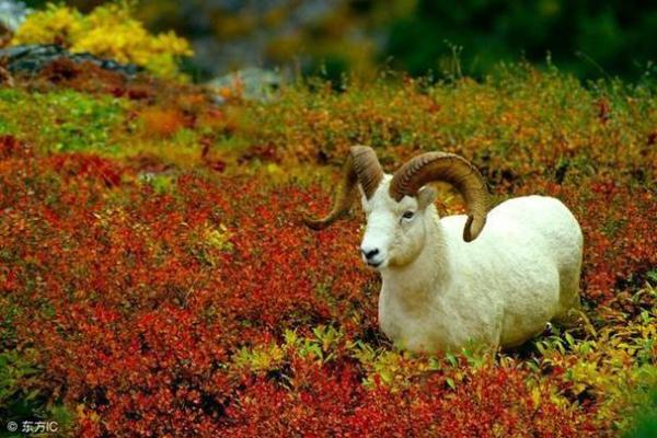 天上火命:焰火与灵性的生肖解读 天上火命:焰火与灵性的生肖解读