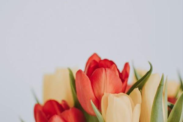 1987年属兔人的命运与性格解析:温柔且有智慧的生命旅程 1987年属兔人的命运与性格解析:温柔且有智慧的生命旅程