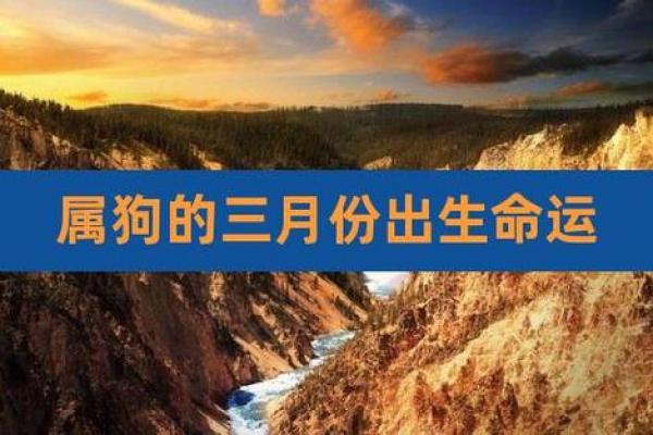 1977年属狗的命运解析:人生的起伏与机遇 1977年属狗的命运解析:人生的起伏与机遇