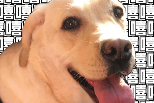 命理分析:哪些人不适合养狗,了解你的命运与狗的缘分 命理分析:哪些人不适合养狗,了解你的命运与狗的缘分