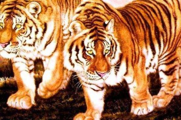 2005年属虎人命理分析:激情与挑战的交织之路 2005年属虎人命理分析:激情与挑战的交织之路