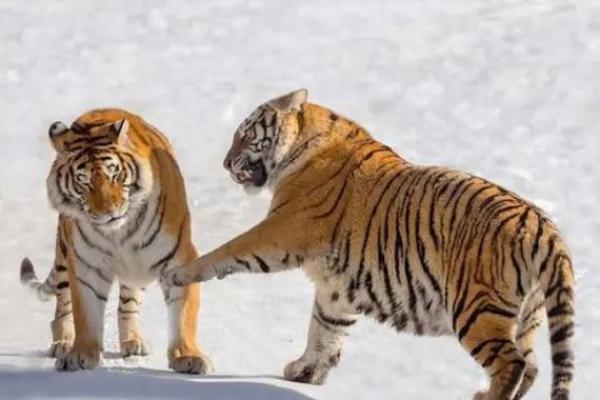 2005年属虎人命理分析:激情与挑战的交织之路 2005年属虎人命理分析:激情与挑战的交织之路