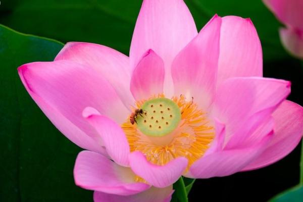 1999年女命与生肖匹配:寻找命中的伴侣与幸福生活 1999年女命与生肖匹配:寻找命中的伴侣与幸福生活