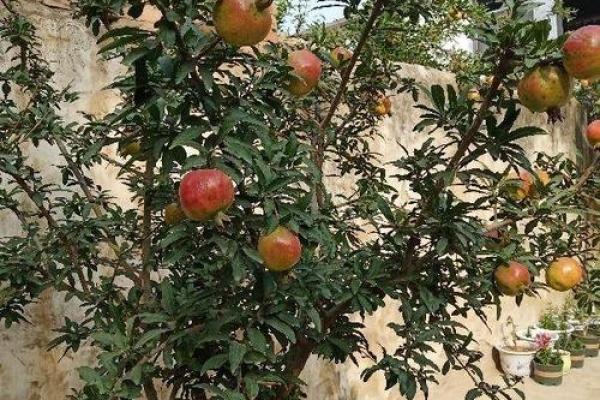 种树补命理,助你人生如林般繁茂! 种树补命理,助你人生如林般繁茂!