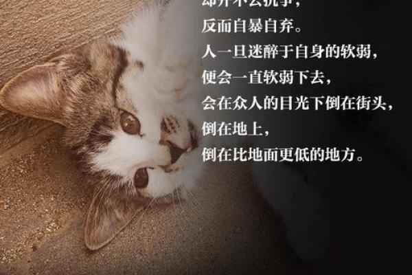 1938年:命运之年,生命的转折与希望的光芒 1938年:命运之年,生命的转折与希望的光芒