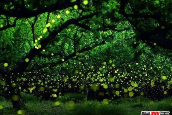 探秘：那些耀眼花魁背后的故事与命运