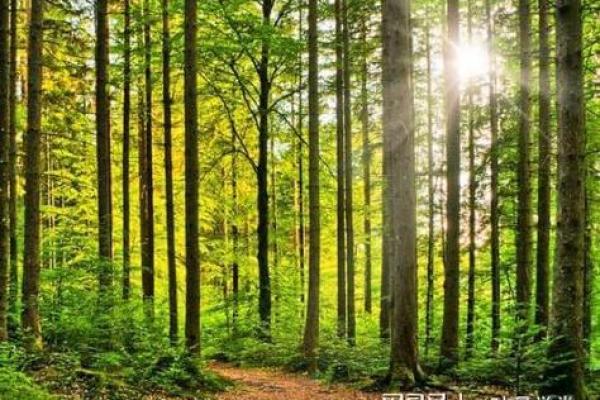 森林木命的佩戴饰品选择：带你解锁自然之美与灵性力量