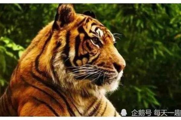 1974年属虎的命运与人生之路探讨 1974年属虎的命运与人生之路探讨