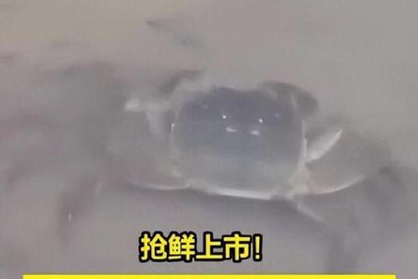 怎样养螃蟹才能延长其寿命?探秘养殖窍门! 怎样养螃蟹才能延长其寿命?探秘养殖窍门!