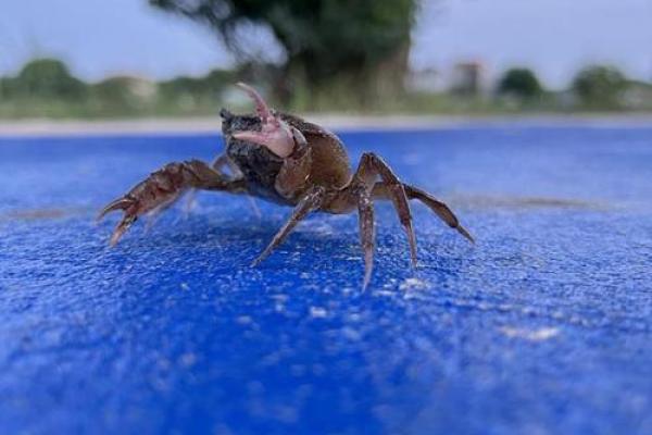 怎样养螃蟹才能延长其寿命?探秘养殖窍门! 怎样养螃蟹才能延长其寿命?探秘养殖窍门!