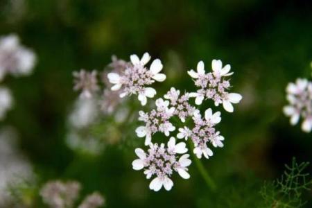 丁卯与丁酉命运解析：生命之旅中的选择与挑战