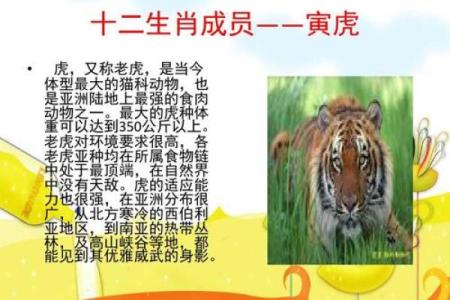 2027年生肖解析：了解属什么生肖与命理的奥秘