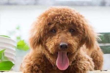 狗狗的幸福生活：为什么它们有的命很好？