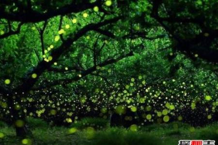 探秘：那些耀眼花魁背后的故事与命运