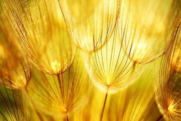 金箔金命的颜色选择:如何选择提升运势的装扮与搭配 金箔金命的颜色选择:如何选择提升运势的装扮与搭配