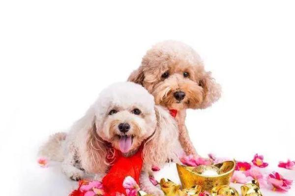 2023年桃花运大解析:注意事项与爱情秘籍 2023年桃花运大解析:注意事项与爱情秘籍