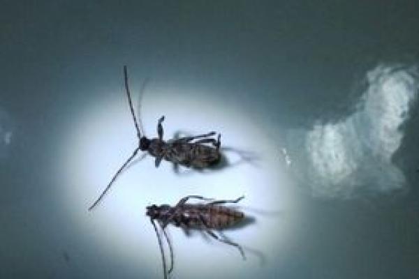 你知道吗？蟑螂的命是如何在逆境中生存的！